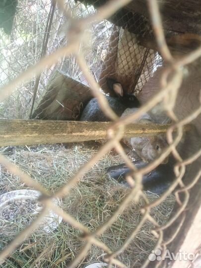 Кролики мясных пород