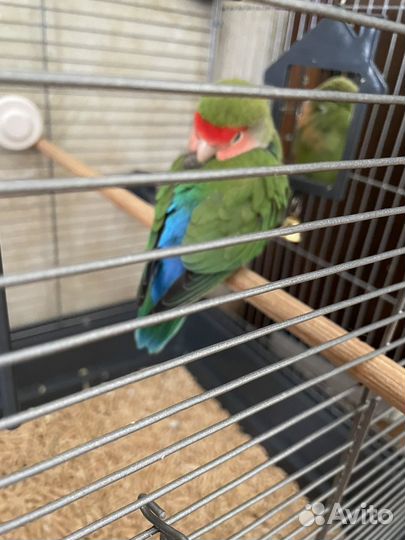 Попугай неразлучники с клеткой