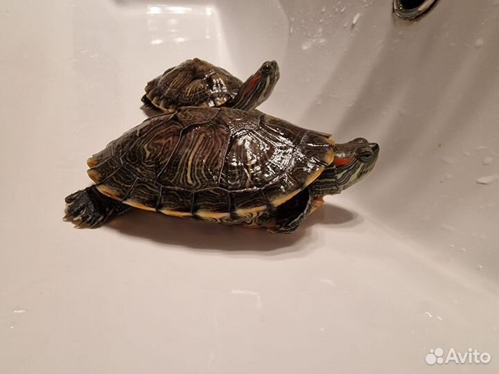 Красноухая черепаха бесплатно