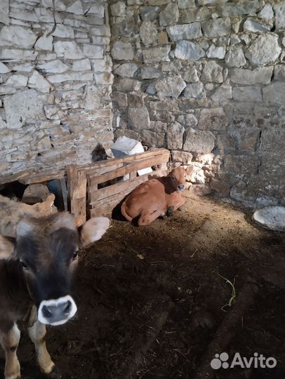 Корова дойная