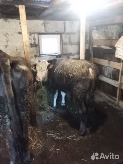 Домашние с/х животные