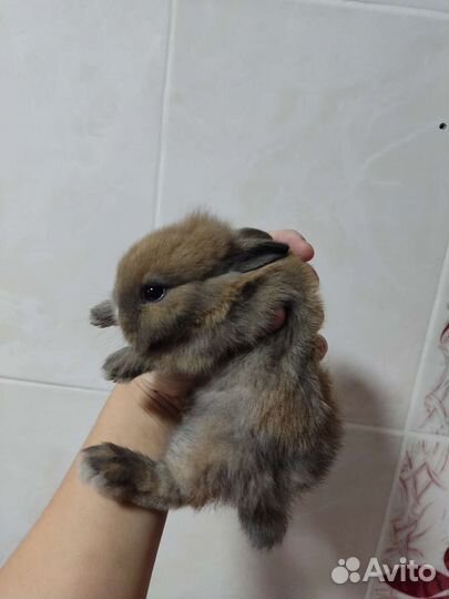 Декоративные кролики