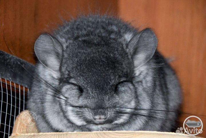 Шиншилла ангора эбони 100% носитель сапфира и фиол