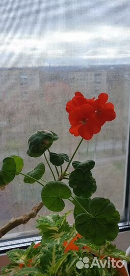 Колеус,герань красная,розовая розебудная,бегония