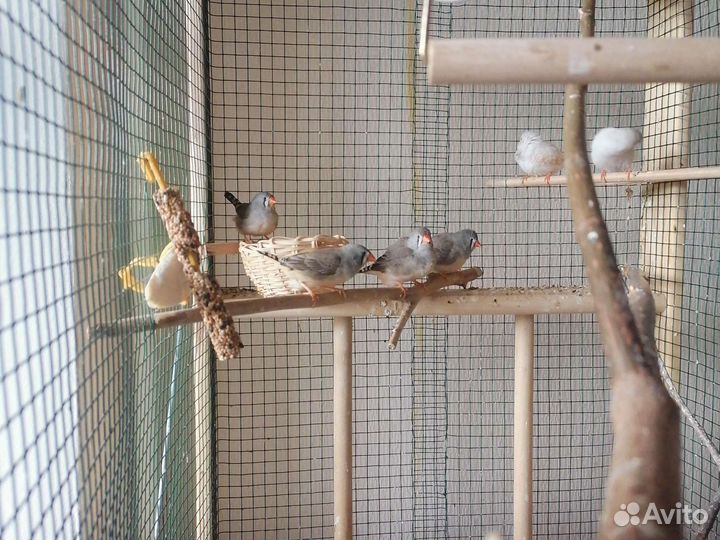 Зебровые амадины