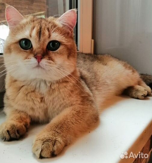 Британец для вязки