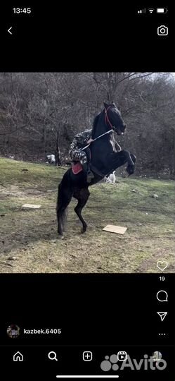 Жеребец на покрытие