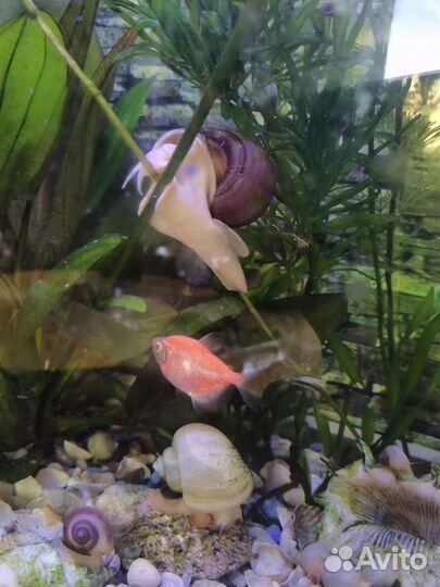 Улитки аквариумные ампулярии