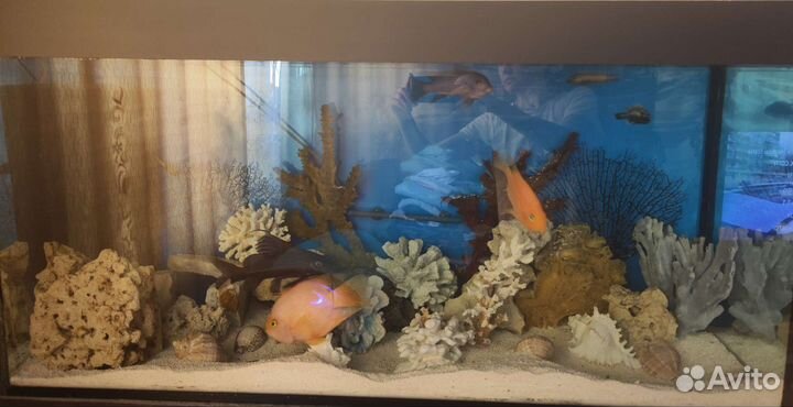 Аквариум