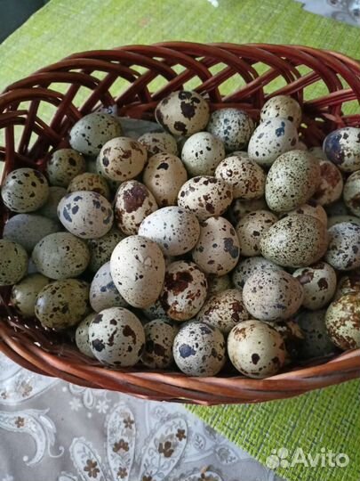 Сельхозптица