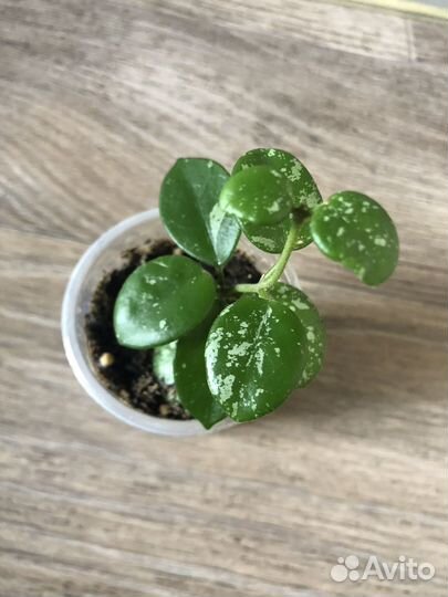 Продам излишки своих растений