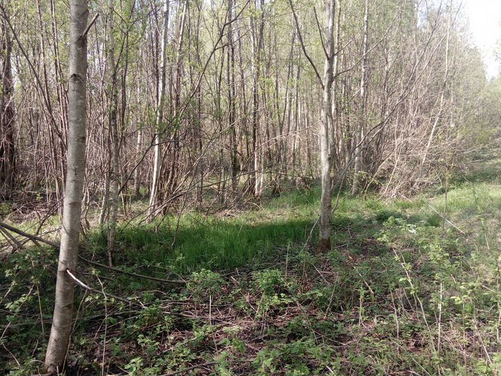 Участок 10 сот. (ИЖС)