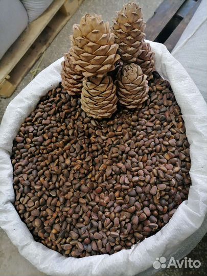 Кедровый орех доставка бесплатно от 20л. Возм.Опт