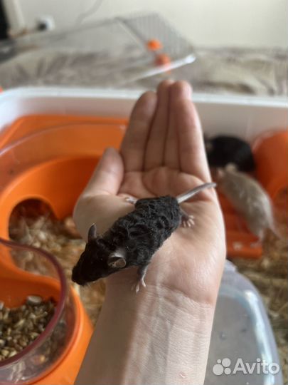 Декоративные мышки