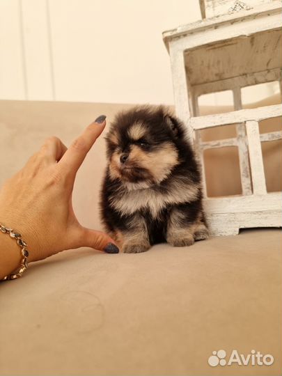 Померанский шпиц супер мини