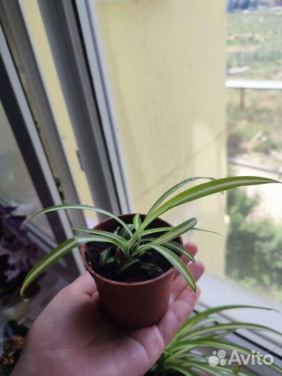 Цветы комнатные