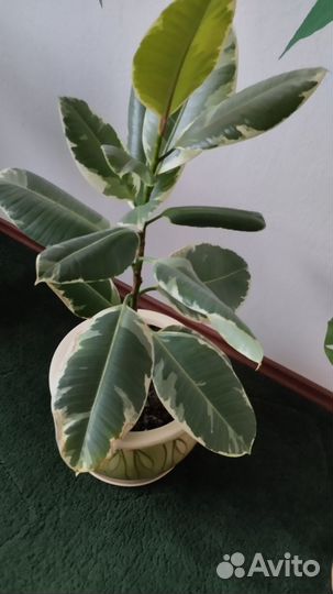 Комнатные растения