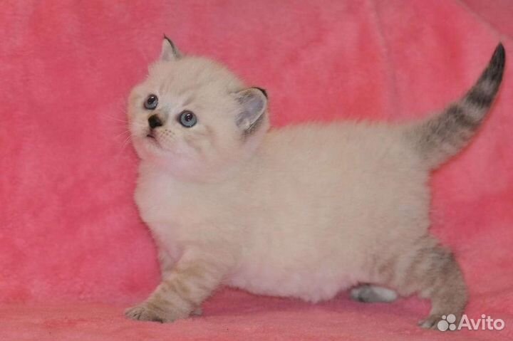 Кошечки и котики шотландские