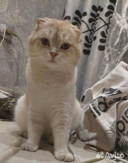 Шотландский кот вязка