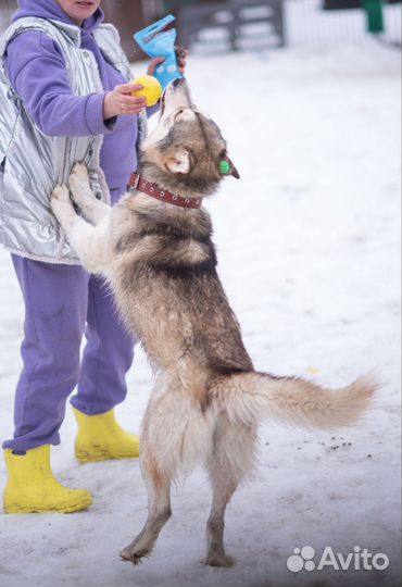 Собака в добрые руки
