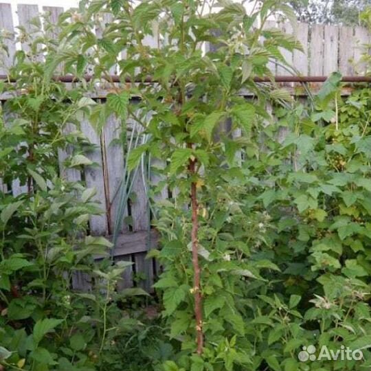 Саженцы малины