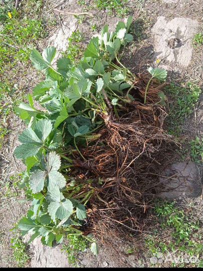 Рассада клубники (Виктории)