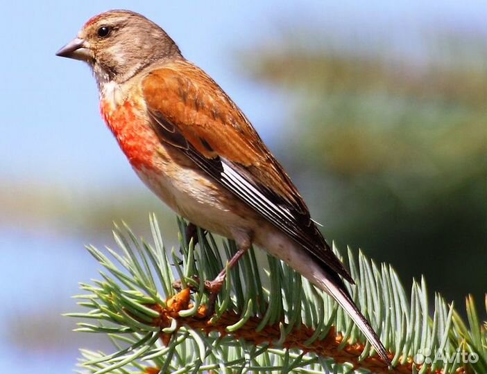 Певчие птицы