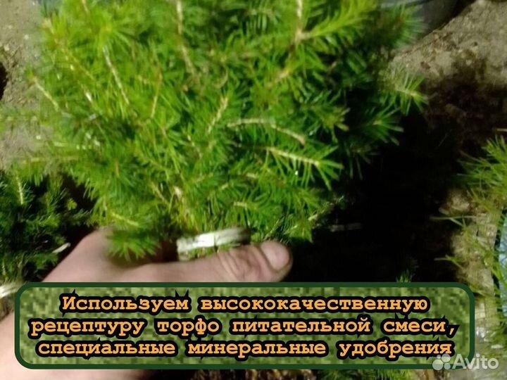 Окс сеянцы ели и сосны