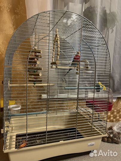 Волнистый попугай