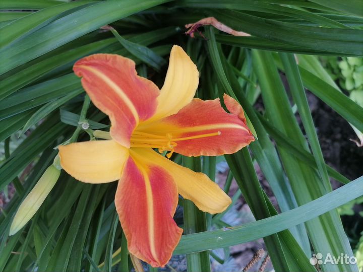 Лилейники сортовые