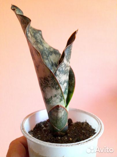 Сансевиерия Kirki Star Canyon Granit