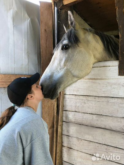 Жеребец орловский рысак