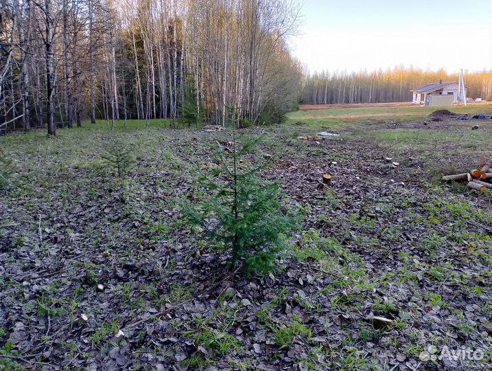 Спил и удаление деревьев, расчистка участка