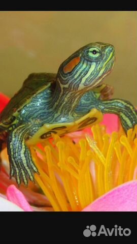 Черепаха красноухая и переноски оптом объявление продам