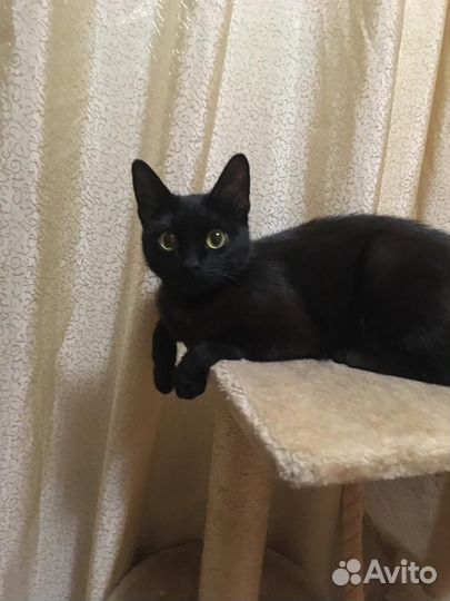 Котенок девочка ищет дом