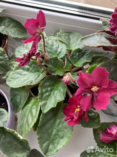 Фиалка сортовая Бой быков