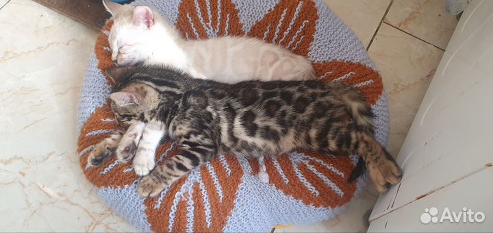 Бенгальские котята