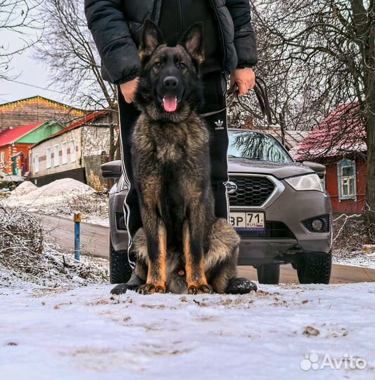 Темный зонар кобель 7 мес