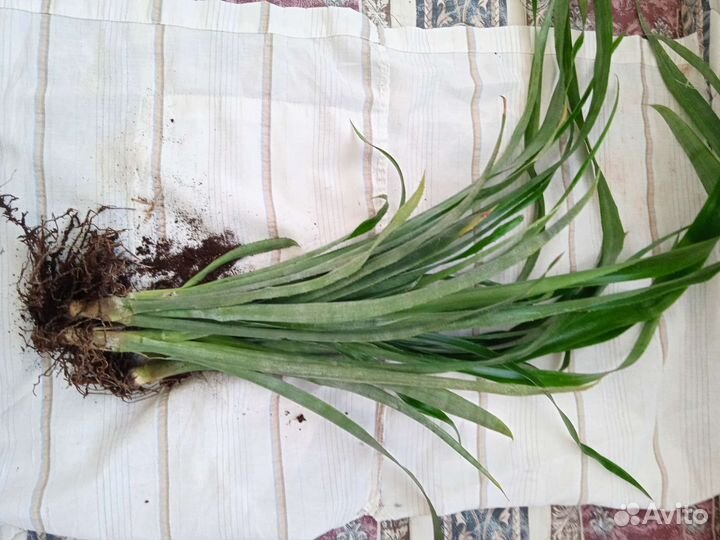 Бильбергия