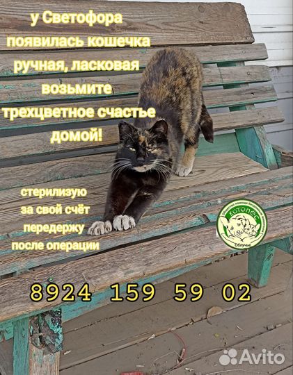 Котята в добрые руки бесплатно