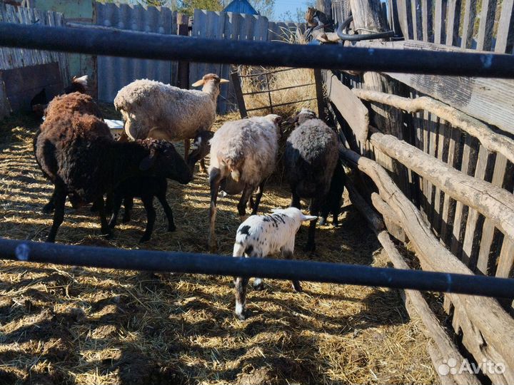 Продаются овцы с ягнятами от 12- 16 тыс