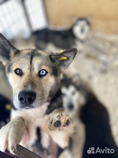 Собаки и щенки в приюте