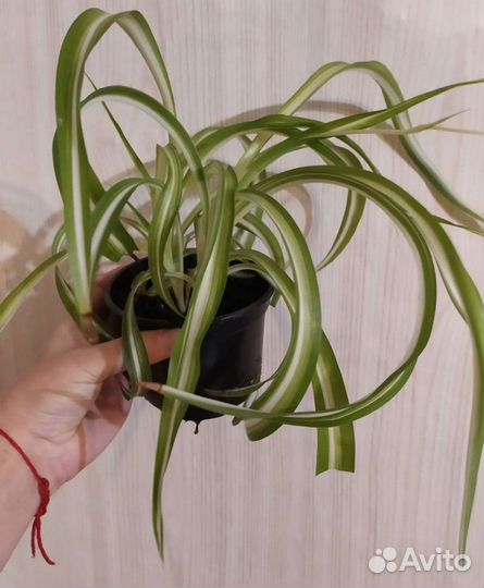 Хлорофитум кудрявый