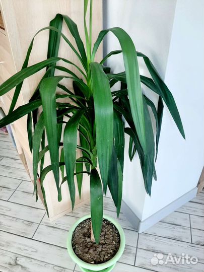 Юкка комнатная пальма, эсхинантус кактус