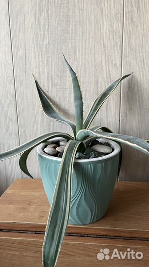 Агава американская полосатая