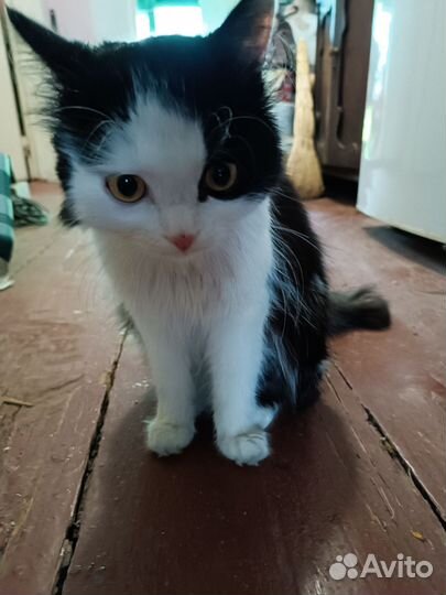 Найден котик