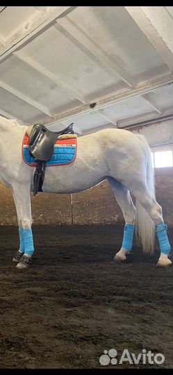 Уздечка для лошади бу