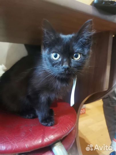 Девочка в добрые руки