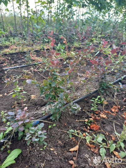 Растений декативные саженцы для озеленения