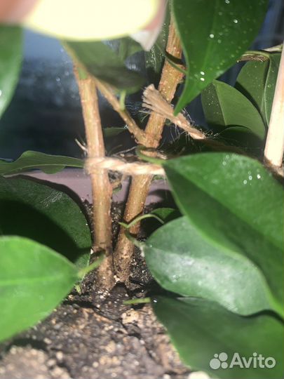 Фикус бенджамина